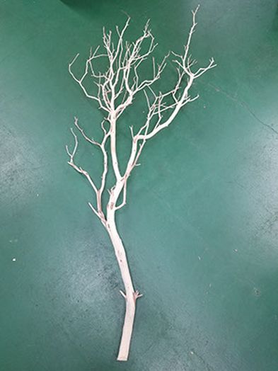 Manzanita
