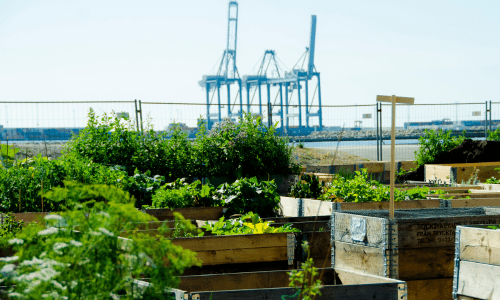 organic gardening