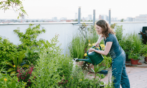 organic gardening