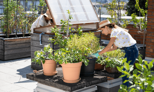 organic gardening