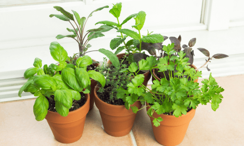 Terracotta Pots