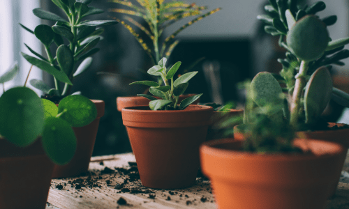 Terracotta Pots