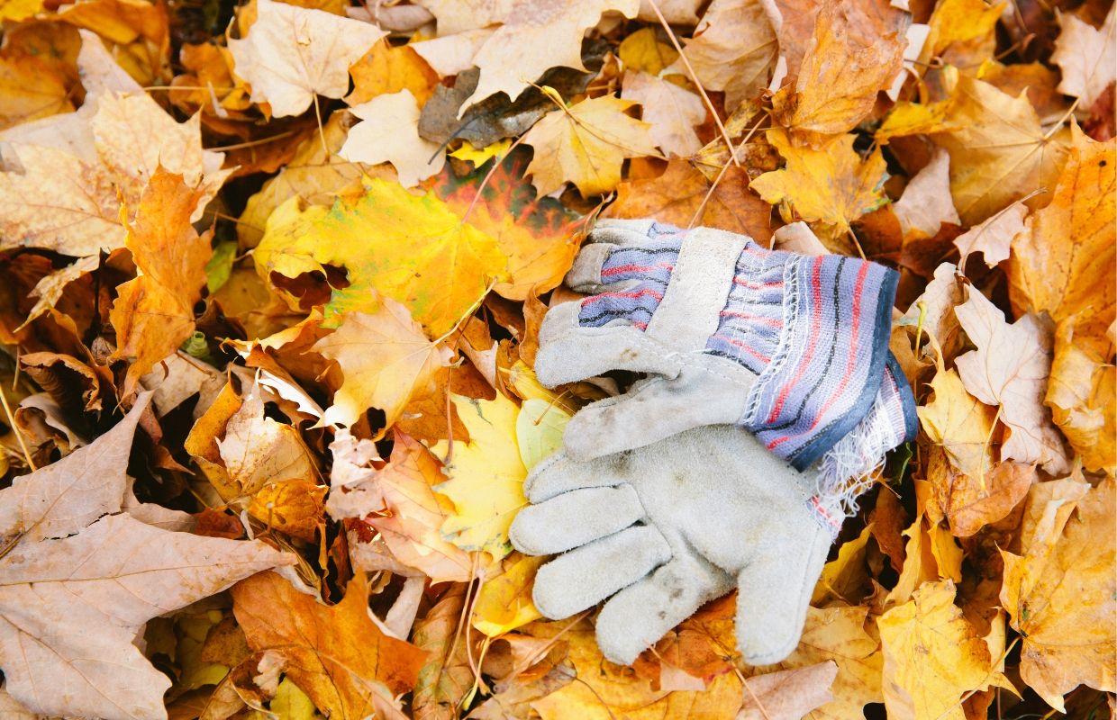 Your Guide to Late Fall Gardening