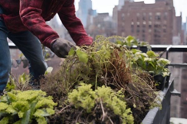 A gardener refreshes their overwintered raised beds in their urban rooftop garden.