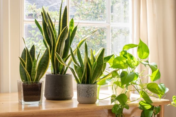 small pots and planters on a table indoors
