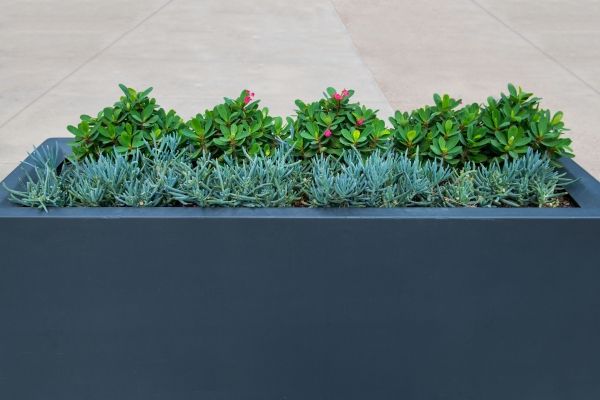 succulents in a grey fiberglass planter outdoors
