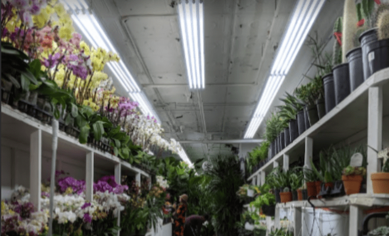 indoor garden with plants