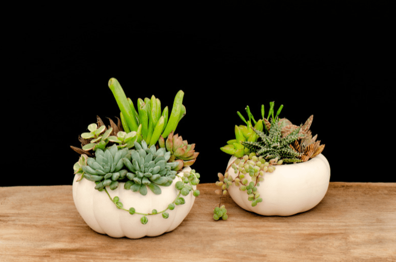 Groups of artistically placed succulents in two small round fiberglass planters.