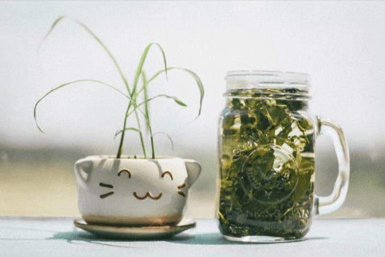 A mason jar with water and plants sits next to a cute teacup with a cat face and a plant inside of it.