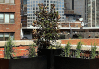 planters in nyc